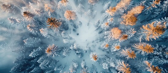 Poster - Aerial Shot In The Forest In Winter