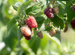 © Сергей Дудиков - raspberry berry on a branch of a bush in the garden.