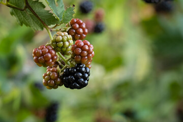 Wall Mural - Blackberries on a bush in the garden.