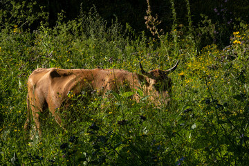 A cow grazes in tall grass