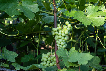 Wall Mural - A bunch of white grapes on a vine.