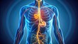 © STDG - of a stomach with the vagus nerve experiencing a stomachache , stomach, vagus nerve, anatomy, organ, digestive system
