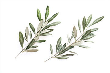 Wall Mural - Two branches of olive leaves arranged artistically on a white background, showcasing their natural beauty.