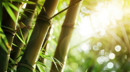 Canvas Print - Bamboo Forest Sunbeams