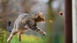 © roh - A Tabby Cat Leaping for a Treat