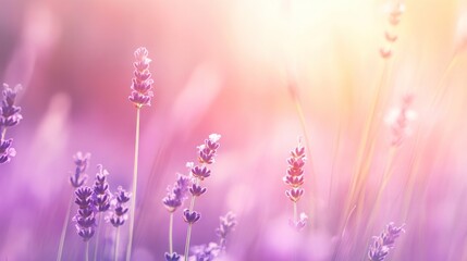 Poster - Soft Lavender Field in Sunset Light