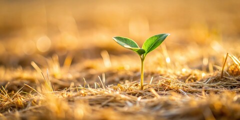 Wall Mural - A small sprout emerging in a field of dried grass, sprout, growth, new beginnings, nature, plant, green, fresh