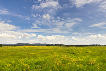 Meadow Landscape Background