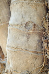 detail of a bamboo tree trunk