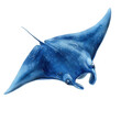 © นุชรี อังคะคำมูล - A vibrant blue manta ray gracefully gliding through water, showcasing its unique and beautiful wing-like fins.
