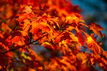 Foliage in the park. Autumn fall leaves of maple trees. Autumn fall leaves in sunlight. Natural autumn background. Autumnal background. Foliage, falling leaves background. Autumn leaf.