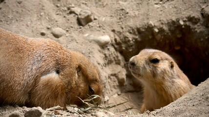 two prairie dogs one prairie dog resting 