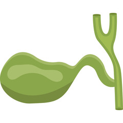 Gallbladder. Vector Illustration