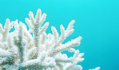 Pristine coral reef showing complex white corals on a vivid turquoise background