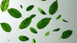 Isolated Green Leaf: Plain White Background for a Clean Look