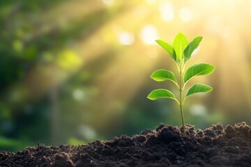 Sticker - Young Sprout Growing in Soil with a Blurred Background of Sunlight