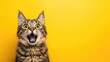 © Victoria - A surprised cat with wide eyes and an open mouth looks astonished against a bright yellow backdrop, creating a fun and playful atmosphere perfect for captions