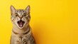 © Victoria - A gray cat appears shocked with wide eyes and an open mouth, set against a vibrant yellow background that leaves space for adding playful text
