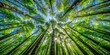 © Working Moments - Looking Up Through a Canopy of Green Trees, Wide Angle, Vibrant Green Leaves, Sunlight Filtering Through, Forest, Nature, Ecology