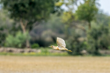 Squacco heron in flight on a pond in the Camargue, France