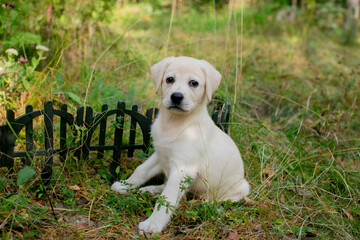 Adorable Labrador puppy sitting near a small black fence in a grassy garden, symbolizing companionship and nature