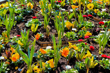 A colorful spring garden with blooming flowers showcases the beauty of nature and gardening on a bright, sunny day