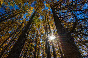 Autumn leaves at Senjogahara in Oku-Nikko (Tochigi Prefecture)