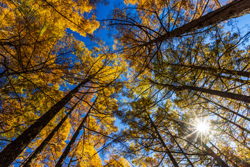 Autumn leaves at Senjogahara in Oku-Nikko (Tochigi Prefecture)