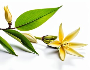 Wall Mural - A single yellow flower with multiple buds and green leaves on a white background.