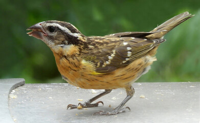 Wall Mural - close up of a female black-headed grosbeak  standing on a deck  in a backyard in summer in broomfield, colorado       