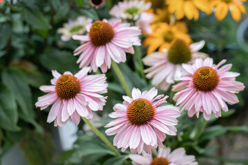 Wall Mural - light-pink coneflowers in bloom (echinacea purpurea).