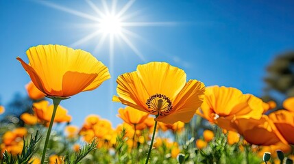 A close up of orange california poppies blooms in a sunlit field against the sky