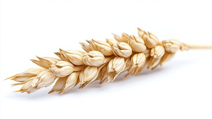 An ear of wheat isolated on pure white background