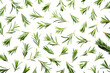 © irenastar - Rosemary leaves pattern isolated on transparent  background. PNG