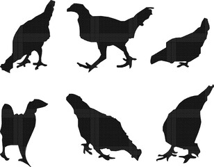 Wall Mural - Vector sketch illustration of chicken animal silhouette design drawing looking for food