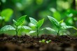 © Watie2781 - Young green seedlings growing in fertile soil