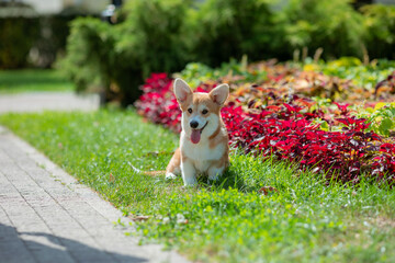 Canvas Print - A puppy is a Welsh Corgi dog on a summer walk