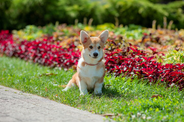 Canvas Print - A puppy is a Welsh Corgi dog on a summer walk