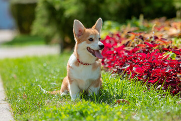 Canvas Print - A puppy is a Welsh Corgi dog on a summer walk