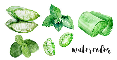 Beautiful Watercolor Illustrations Featuring Fresh Aloe Vera and Refreshing Mint Plants