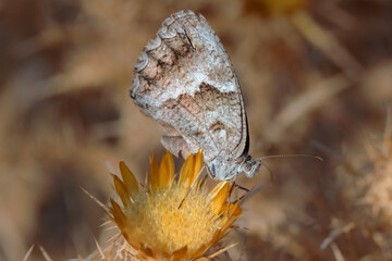 Butterfly in their natural environment.