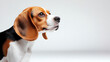 © missisya - A close-up profile of a beagle dog, showcasing its distinct features and expressive eyes in a neutral background.