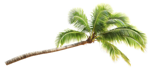 Poster - Tropical palm tree, cut out