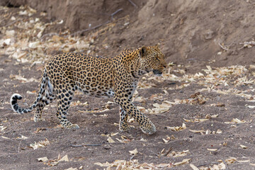 Sticker - Leopard (Panthera Pardus) hunting in a dry riverbed in Mashatu Game Reserve in the Tuli Block in Botswana 