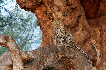 Wall Mural - leopard (panthera pardus) resting in a mashatu tree in the late afternoon in mashatu game reserve in