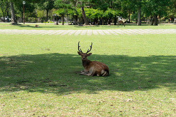 deer in the grass