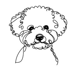 Close-up portrait of Bichon Frise dog in a line drawing style