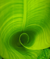 Poster - fresh green leaves for background