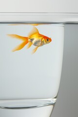 Goldfish swims in clear glass bowl on white surface. Vibrant orange fish with white fins faces right side of image. Aquarium decoration on plain white wall background.