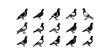 © farjana - 15 pack Silhouette of a pigeon vector illustration